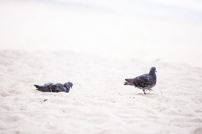 Pigeons perching on sand at beach during sunny day