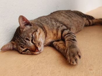 Cat sleeping on couch