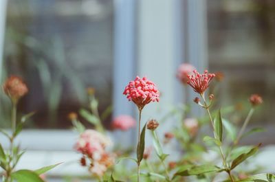 Close-up of flowers blooming outdoors