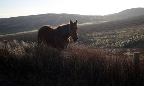 Horse in a field