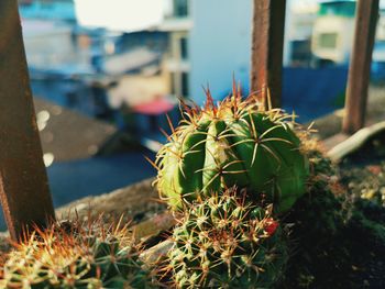 Close-up of cactus growing on windows