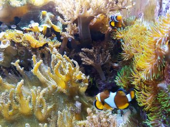 Close-up of coral in sea