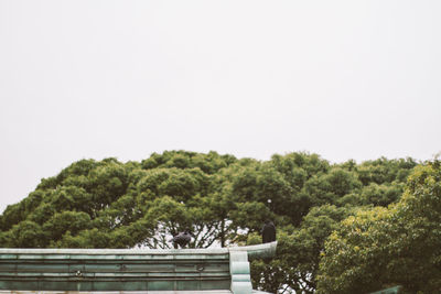 Trees on mountain