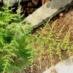 Close-up of fern