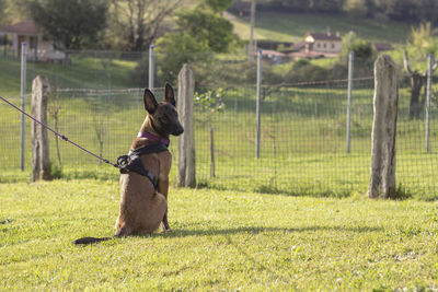 Belgian malinois puppy in the field