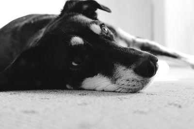 Close-up of dog relaxing