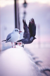 Close-up of seagulls perching on railing