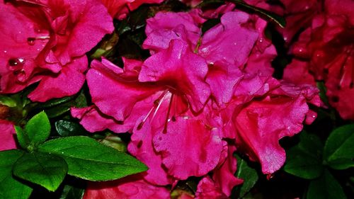 Close-up of pink flowers