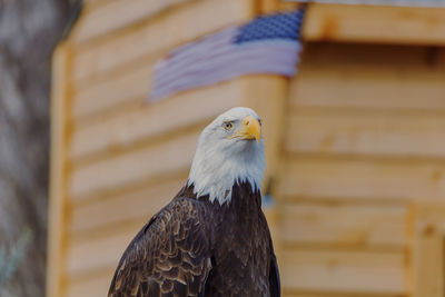 Close-up of american eagle against american flag in the background