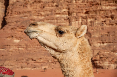 Camels in jordan wadi rum desert on red sand with baby and high mountains in the background