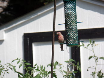 Bird perching on plant