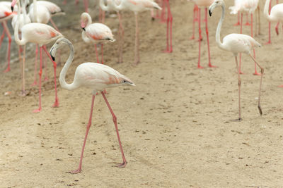 View of birds on land