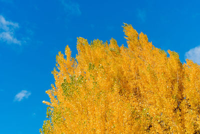 Low angle view of yellow autumn tree against blue sky