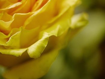 Close-up of yellow flower