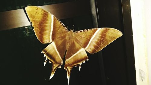 High angle view of butterfly on leaf