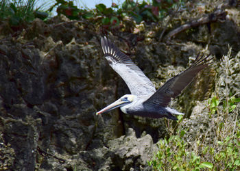 Side view of a bird flying over rock