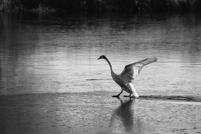 Bird in lake