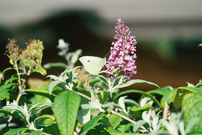 Close-up of pink flowers