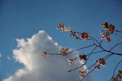 Low angle view of flowers against blue sky