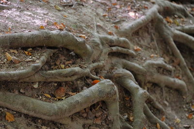 High angle view of roots on ground