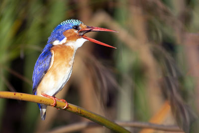 Close-up of bird perching on plant