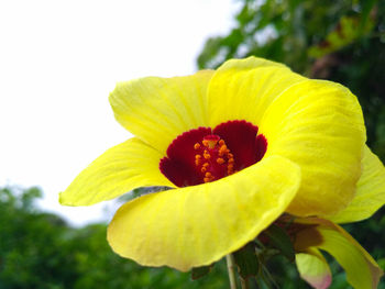 Close-up of yellow flowering plant