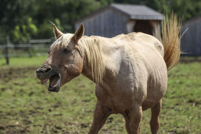 Horse standing in a field