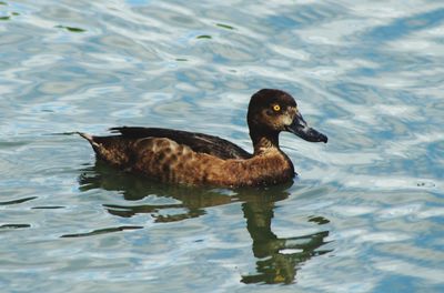 Close-up of duck swimming on lake