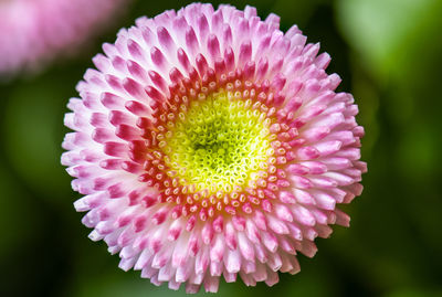 Close-up of pink flower