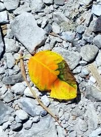 High angle view of yellow autumn leaves