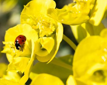 Close-up of ladybug on yellow flower