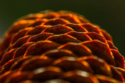 Close-up of a spruce cone against black background