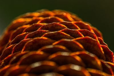 Close-up of orange leaf against black background