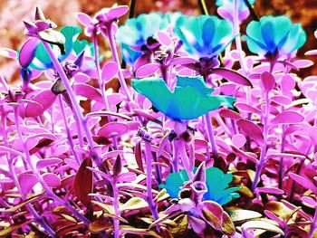 Close-up of purple flowers blooming outdoors