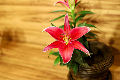 Close-up of pink flowering plant