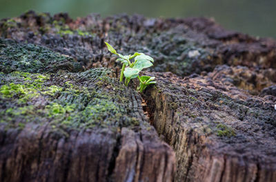 Close-up of insect on tree trunk