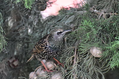 Close up of starling bird perching on branch