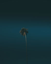 Close-up of wilted dandelion against blue background