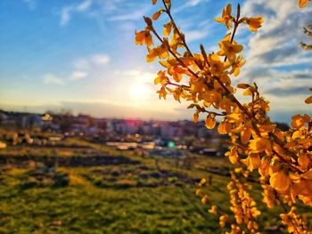 Close-up of flowering plants on field against sky during sunset