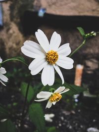 Close-up of white flower blooming outdoors