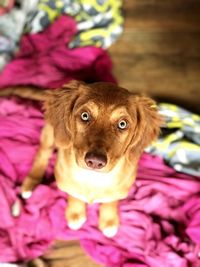 High angle portrait of dog by pink flowers