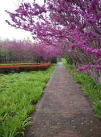 Footpath along trees