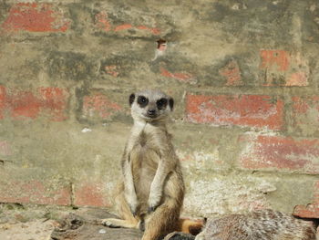 Portrait of lion sitting on wall