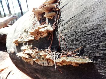 Close-up of dead plant growing on wood