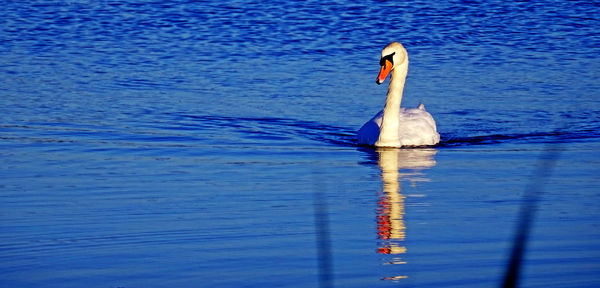 Swan swimming in a lake