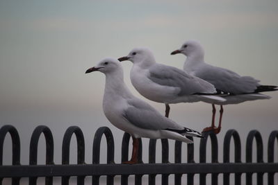 Seagulls  perching on railing against sky