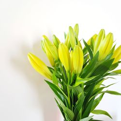 Close-up of yellow flowering plant against white background