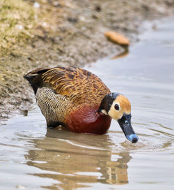 Close-up of duck swimming in lake