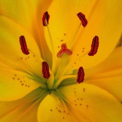 Full frame shot of yellow day lily