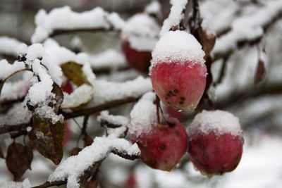 Close-up of frozen apple on snow